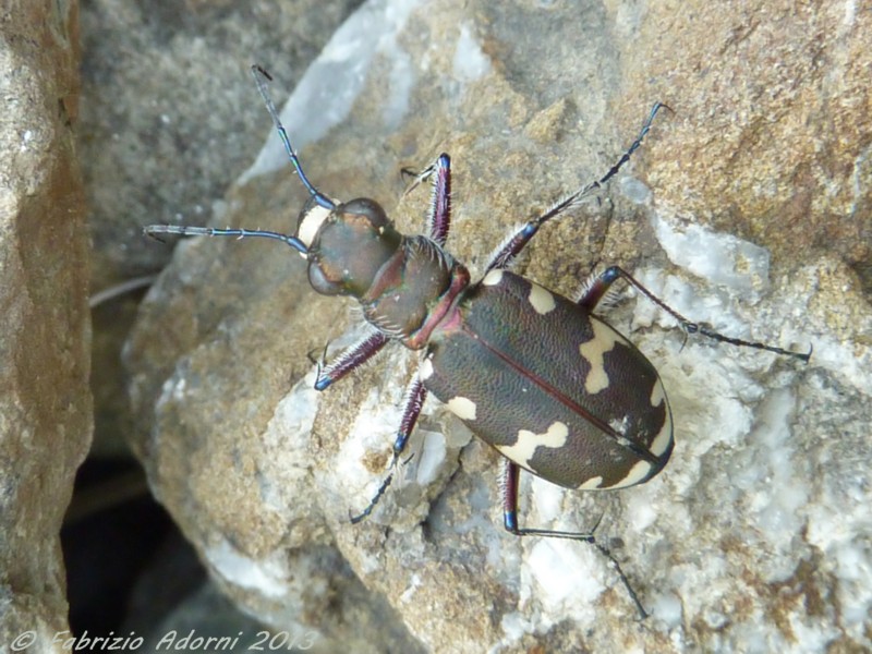 Cicindelidae: Cicindela sylvicola  (e C. cfr. majalis)